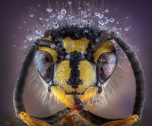 Ultra Macro, with Tony North. | Camversation