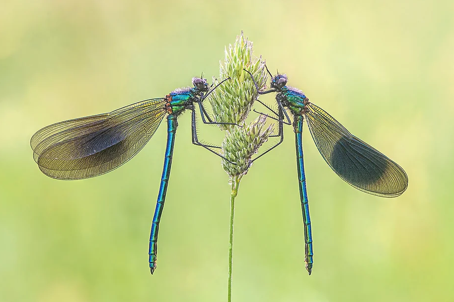 LEARN Macro Fundamentals [5 part series] with Tony North Camversation