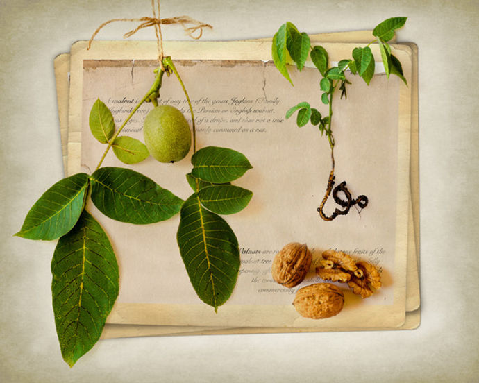 Fruits of the Earth with Julie Cowdy