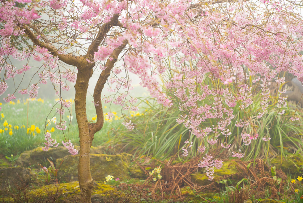 Thumbnail: Spring Flower Photography with Molly Hollman