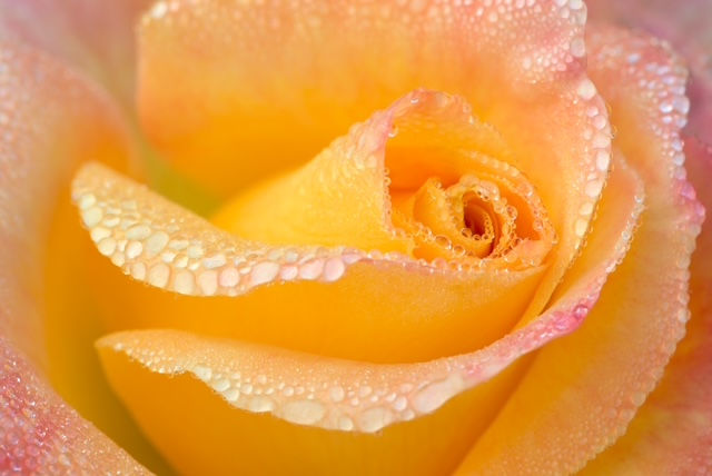 Thumbnail: The Art of Flower Photography withSue Bishop