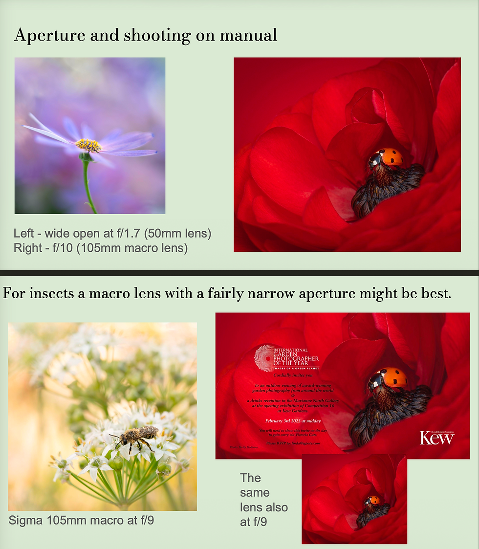 Thumbnail: SLIDES: Field to Fine Art Florals with Molly Hollman
