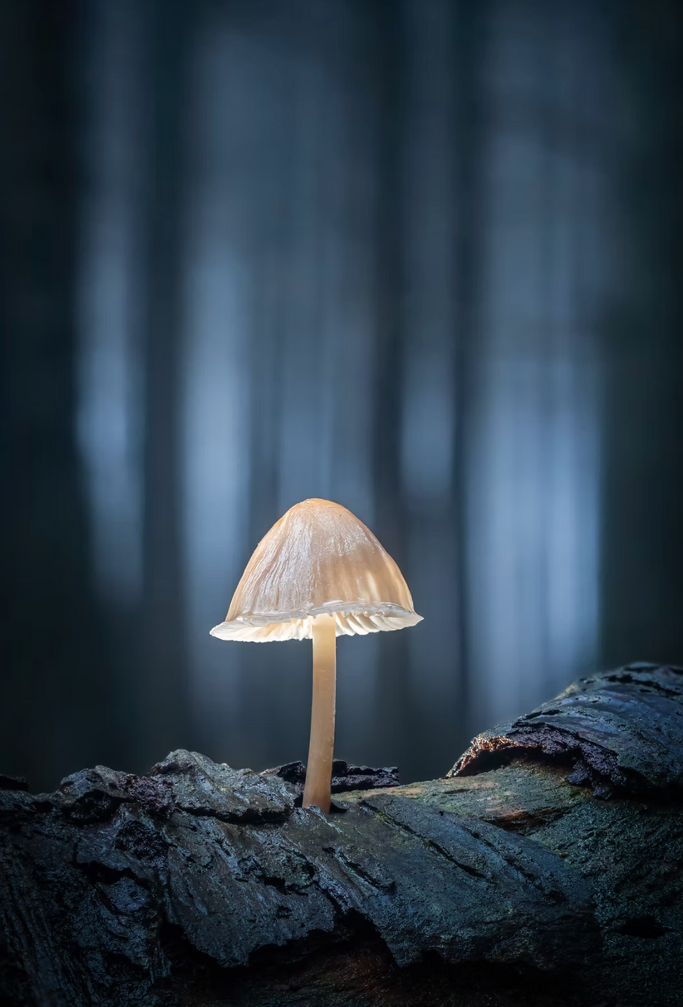Thumbnail: Advanced Macro with Tony North