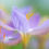 Thumbnail: The Art of Flower Photography withSue Bishop