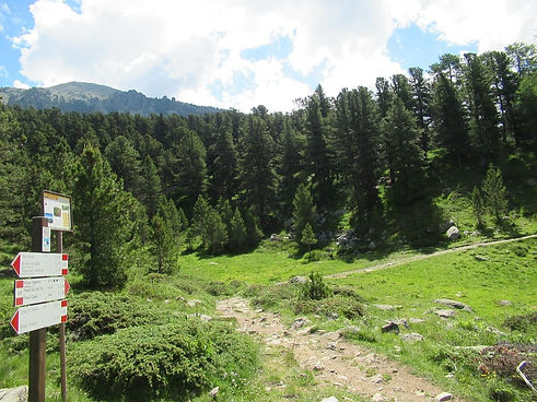 bosco-aleve-11.jpg