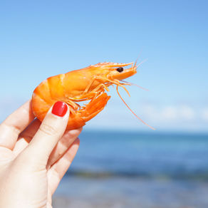 Shrimp Catching in Taiwan - Gotta Catch 'em All