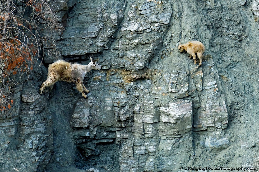 Picture of two mountain goats on a vertical cliff face to show how leaders must walk a tight line to lead their companies out of chaos and uncertainty