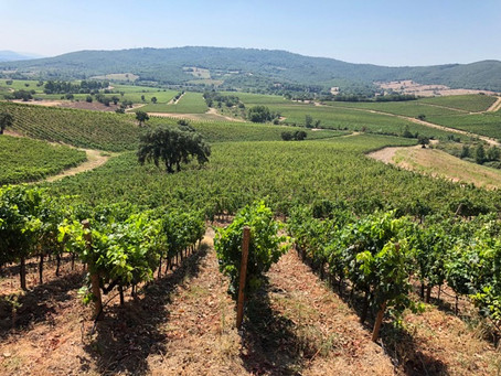 Grand Scale Vision, Grand Scale Players, Grand Scale Winery: Rocca di Frassinello