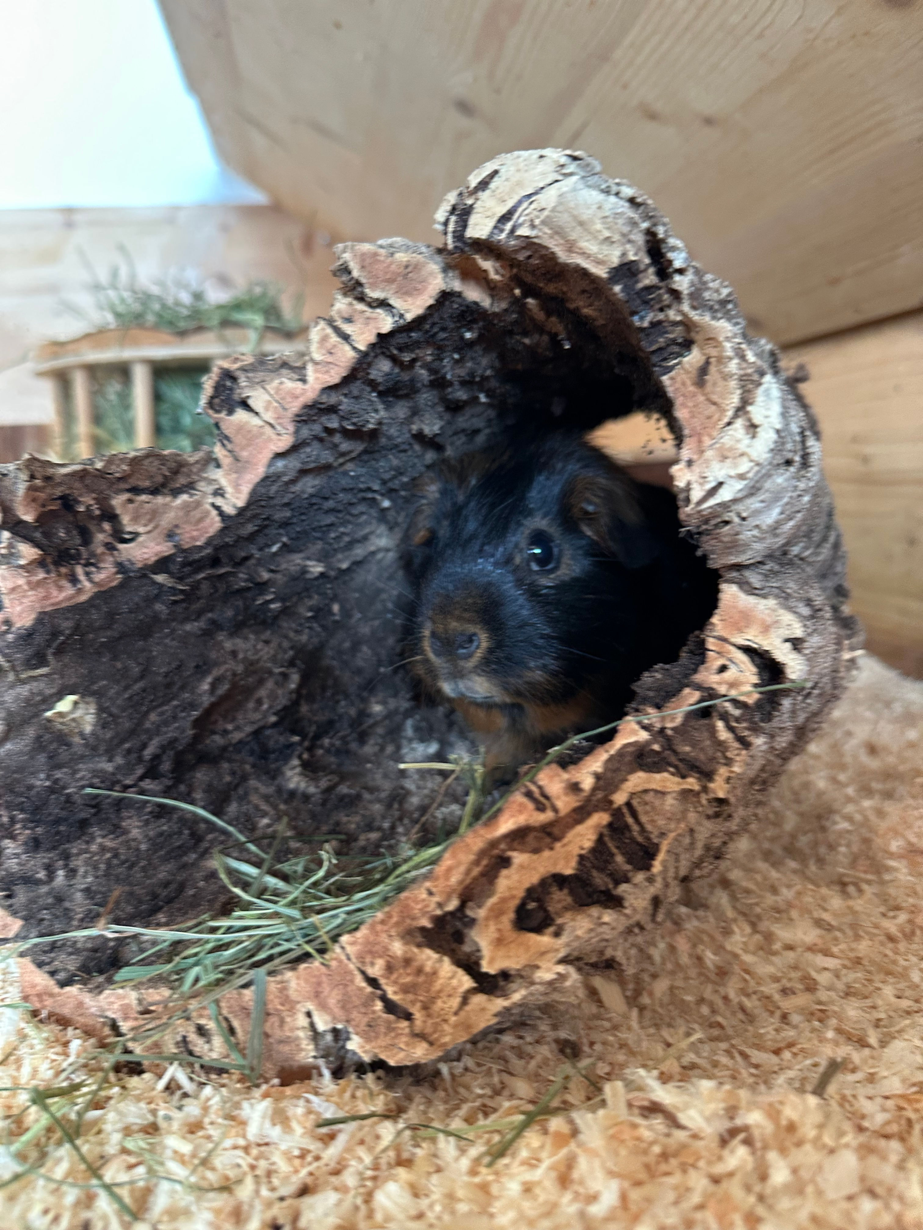 Korkröhre ca. ∅ 20cm