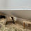 Miniaturbild: Meerschweinchengehege Holz "Lea"
