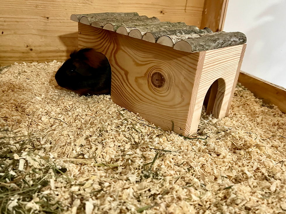 Miniaturbild: Meerschweinchenhaus