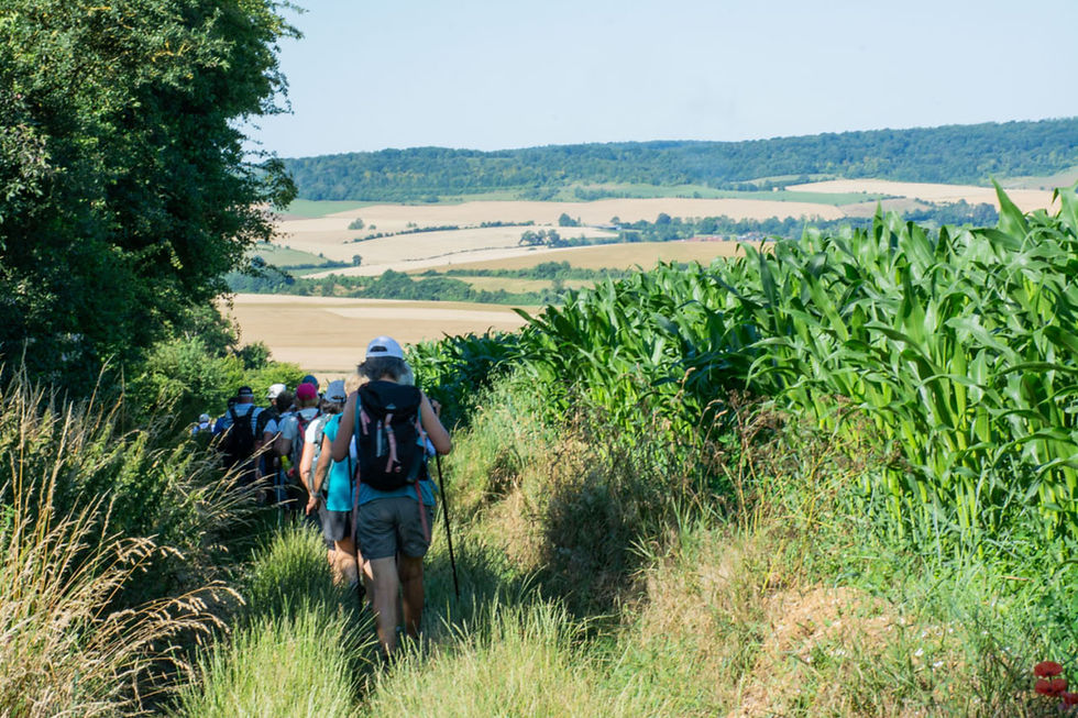 La Forêt du Hellet