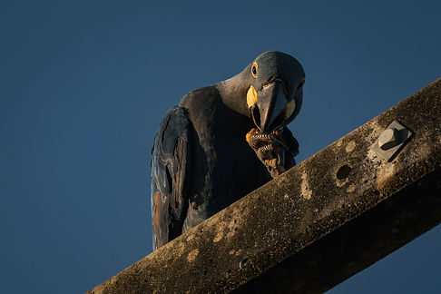 lear's_macaw-194.jpg