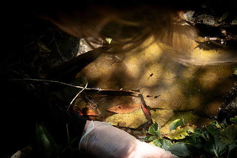 Melanophryniscus_admirabilis-05.jpg