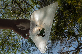Melanophryniscus_admirabilis-10.jpg