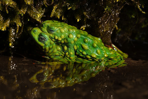 08022026-Melanophryniscus_admirabilis-14.jpg
