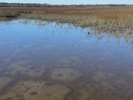 Redfish Behavior 101