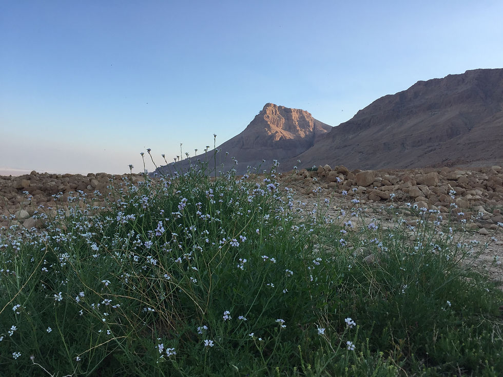 Masada trek