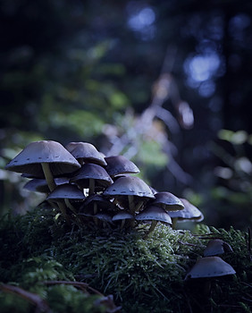 Wild Mushrooms_edited_edited.jpg