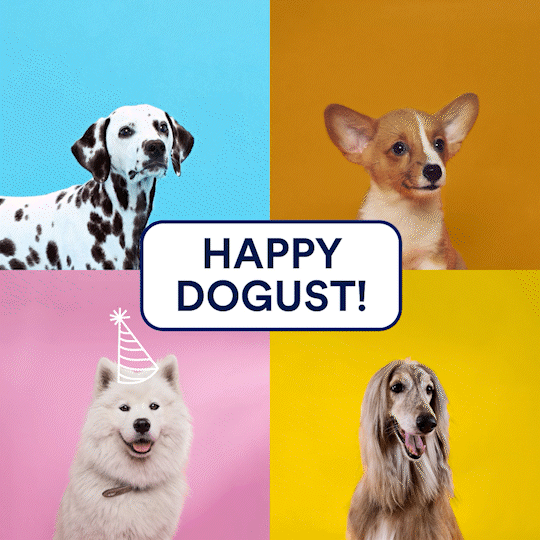 dog_square-01_rough_1_AdobeExpress.gif