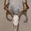 Thumbnail: Skull Hanger deer and tree