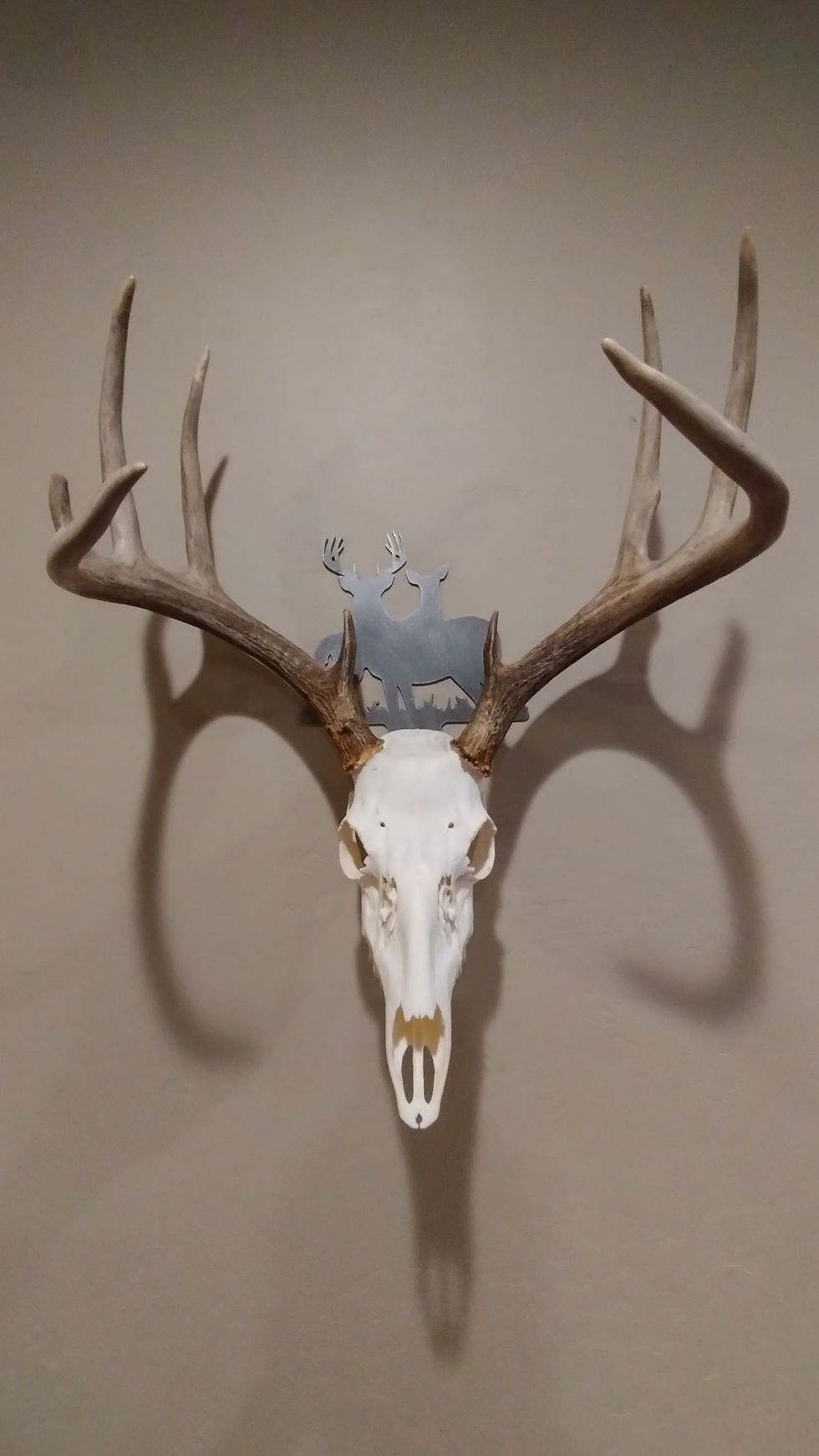 Thumbnail: Deer Skull Hanger buck and doe 2