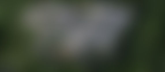 A Buyer’s Guide to Houses in Kozhikode