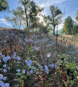 A Fall Walk Through the Hillside Prairie