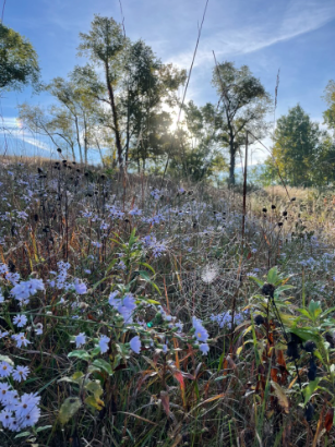 A Fall Walk Through the Hillside Prairie