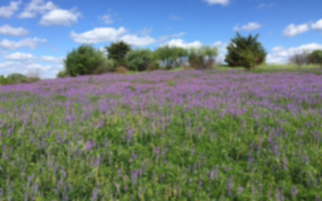 Tufted Vetch Vicia cracca at Badger.JPG