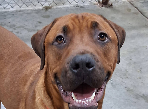 dog1.jpg