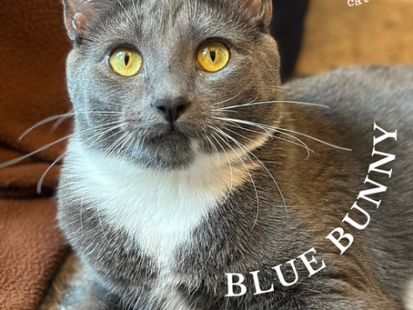 Cat of the Week: 6/16/25: Blue Bunny!