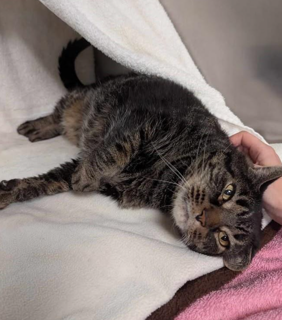 Cat of the Week: 9/16/25 Twinks!