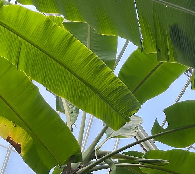 Palm Frands.jpg
