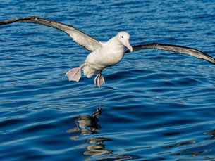Más del 70% de las aves marinas migrarán más lejos para sobrevivir por el cambio climático