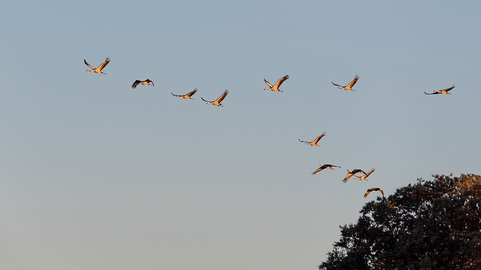 Volar puede ser más eficiente que nadar