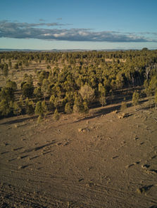 La superficie forestal mundial se redujo en 41 millones de hectáreas entre 2015 y 2025