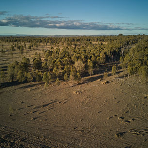 La superficie forestal mundial se redujo en 41 millones de hectáreas entre 2015 y 2025