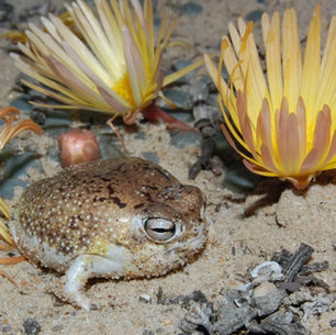 Casi 50.000 especies están en peligro de extinción