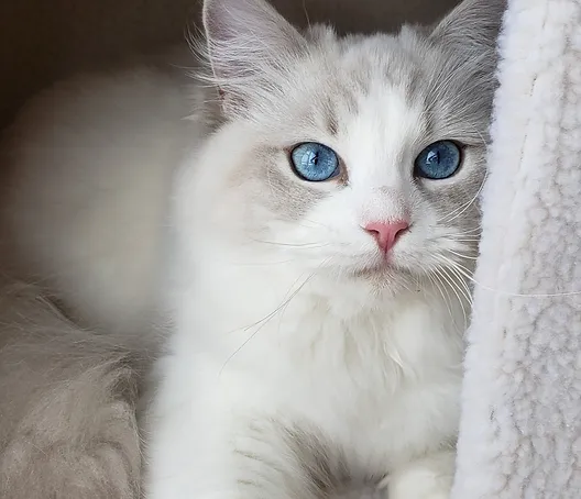 keepurrs ragdolls