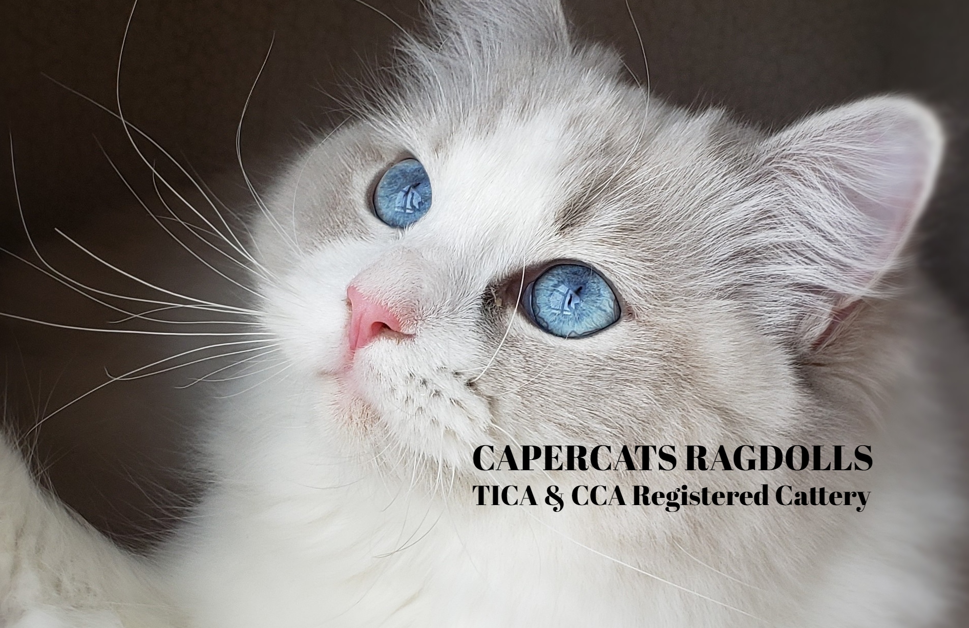 cotton candy ragdolls