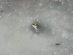 Shawnee Trace Trailjpg