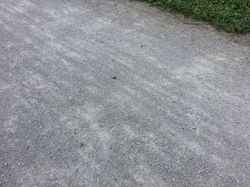 Little Blue Trace Trail.jpg