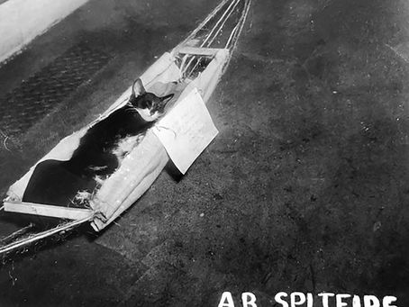 What role for Ship's Cats?