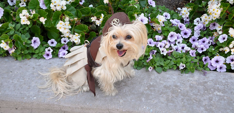 Pupscouts Two-Piece Set