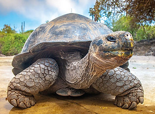 TORTUGA.jpg