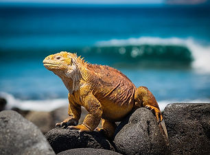 IGUANA AMARILLA.jpg