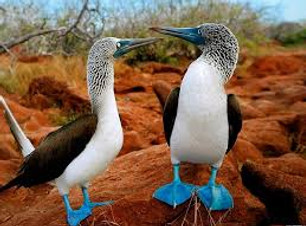 PIQUEROS PATAS AZULES.jpg