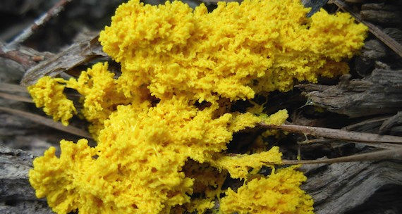 Slime molds are separate from fungi and have different cell structures and evolutionary history.