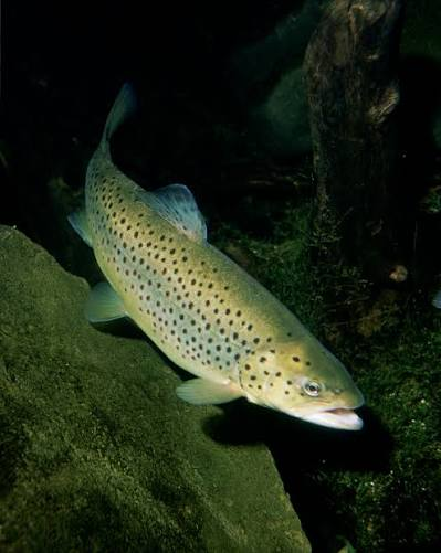 Trout swimming in a clear stream, illustrating Hunting for Trout on Mars, a blog about science fiction writing and imagining alien worlds.